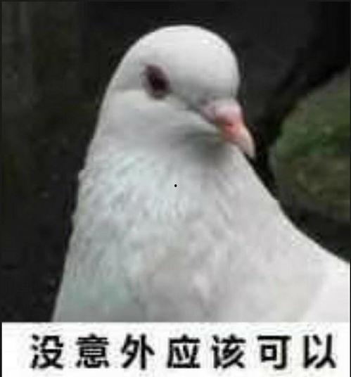 网红吃瓜鸽子图片大全,趣味瞬间大盘点 第1张 网红吃瓜鸽子图片大全,趣味瞬间大盘点 第1张